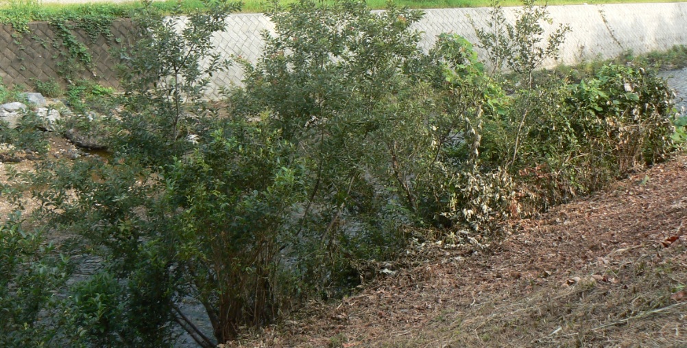 川縁のヤナギ 周囲は下草が刈られた_200810